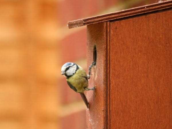 nest box