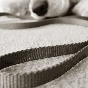 Dog Toys and Accessories