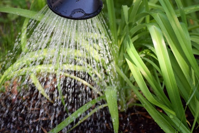 watering