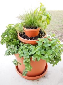 Herbs for grilling