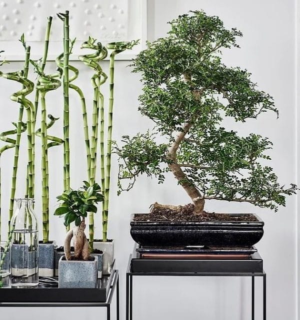 Zen Plants For Your Home Burleydam Garden Centre