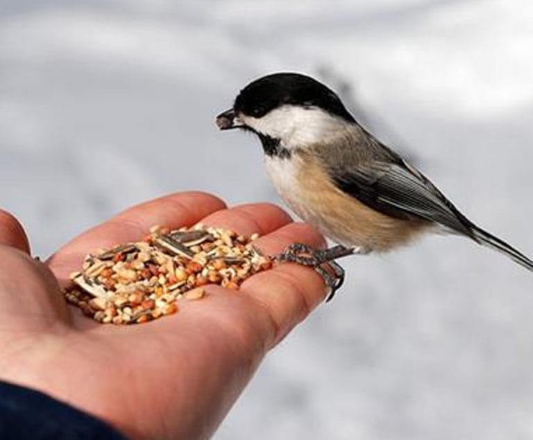 thumbnail birdfeeder