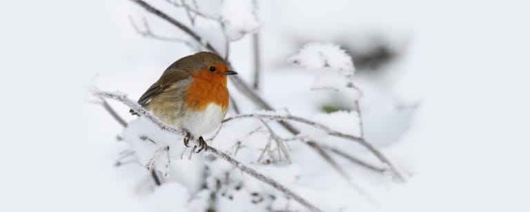 feed the birds slider