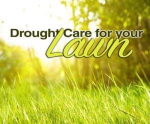 thumbnail drought care lawn