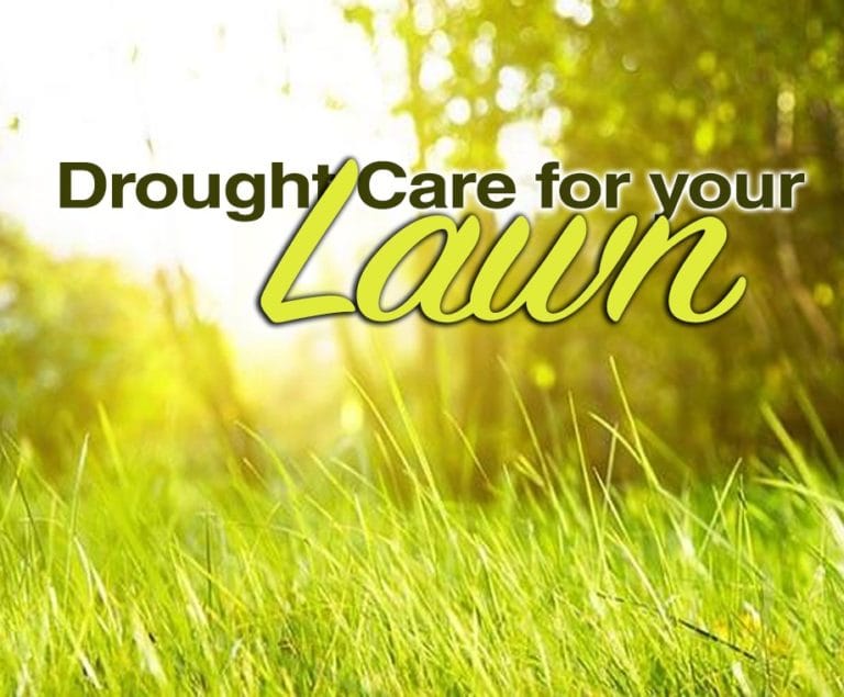 Drought Care For Your Lawn Burleydam Garden Centre