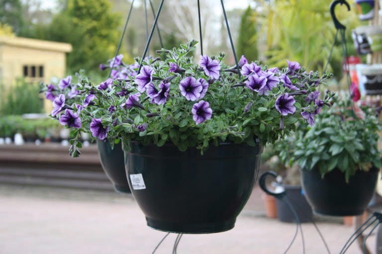 Hanging basket purple e1567594264428