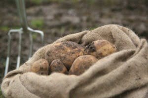 Seed Potatoes e1567595078144