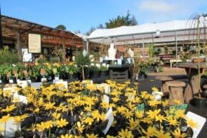 Yellow e1599566567908