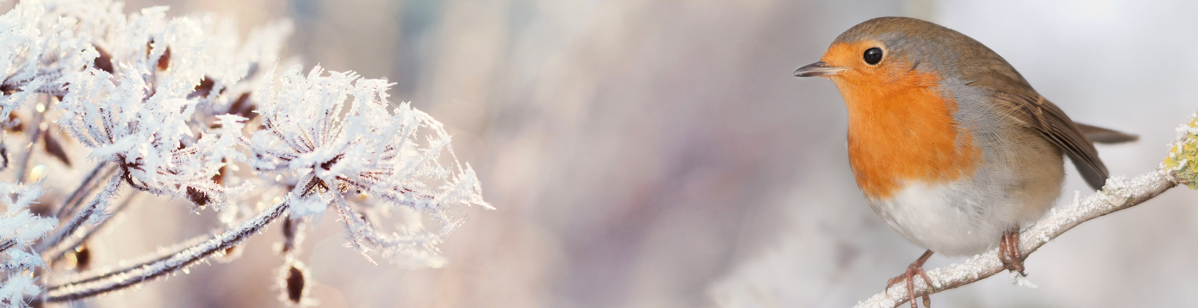 Winter Garden Header robin