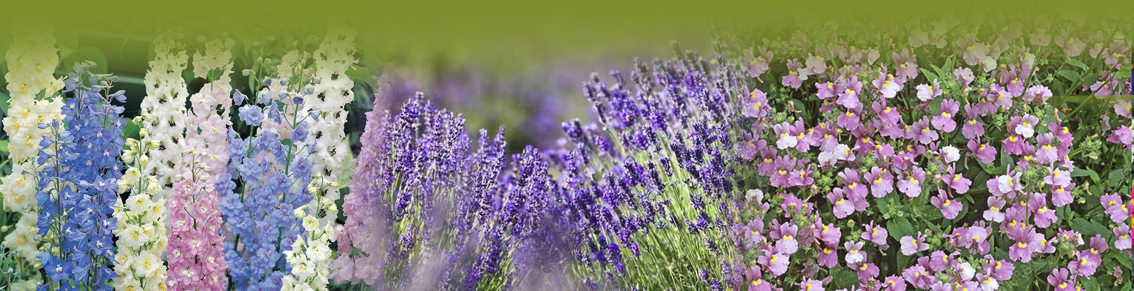 Plant Offer Slider3