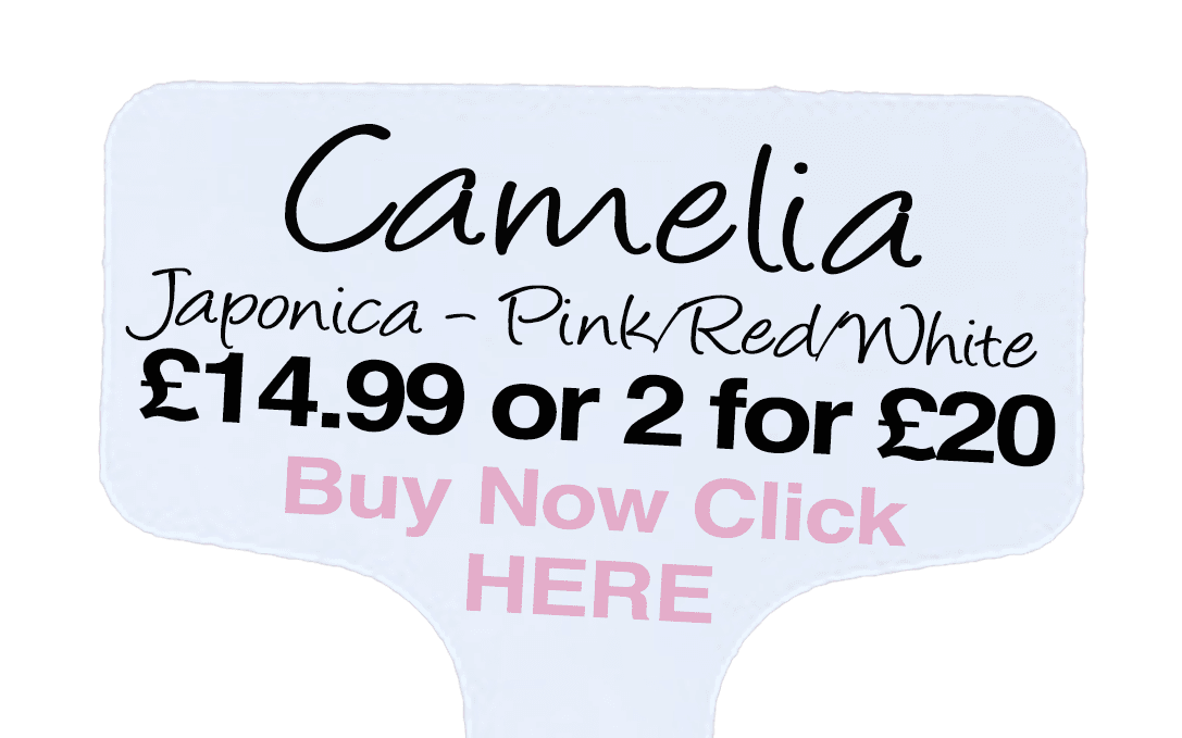 camelia