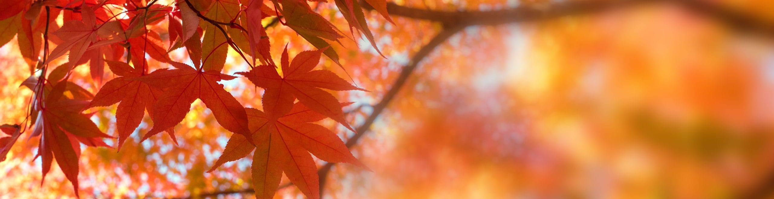 Autumn 2020 scaled