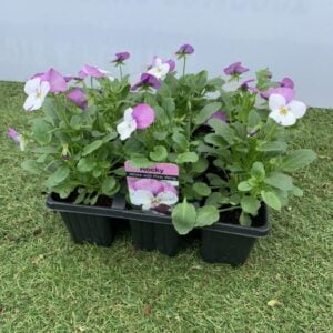 Violas -F1 – Rocky – White with Pink Wing – 6 Pack