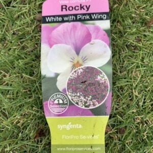Violas -F1 – Rocky – White with Pink Wing – 6 Pack