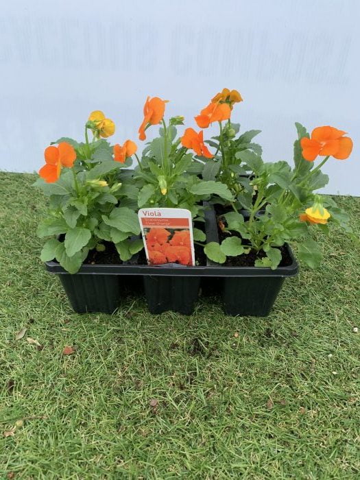 Violas Sorbet – Grandissimo Clear Orange – 6 Pack