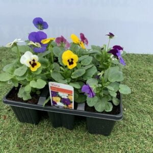 Violas – Mixed – 6 Pack