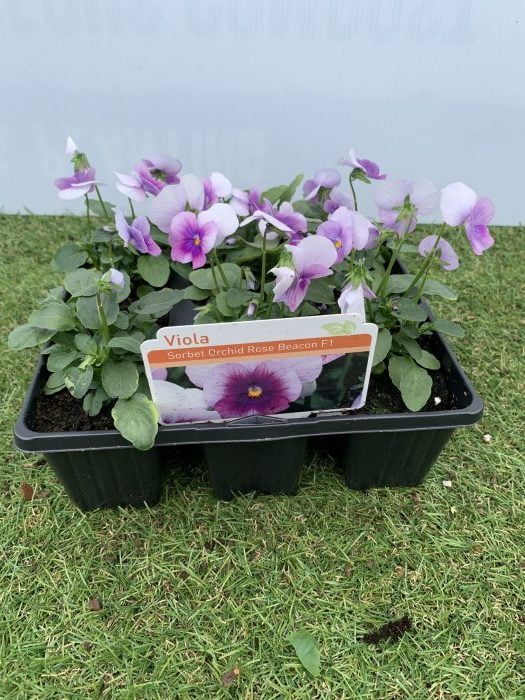 Violas Sorbet Orchid Rose Beacon F1 – 6 Pack
