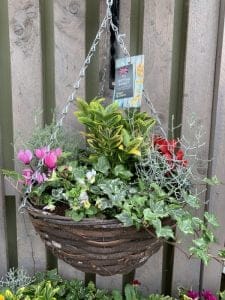 Autumn Planted Rattan Hanging Basket – 30cm