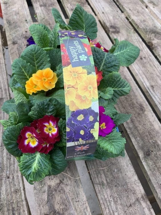 Primroses 6 Pack Burleydam Garden Centre