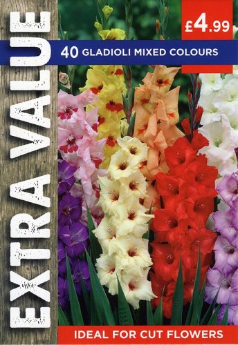 Gladioli Mixed Colours – Extra Value