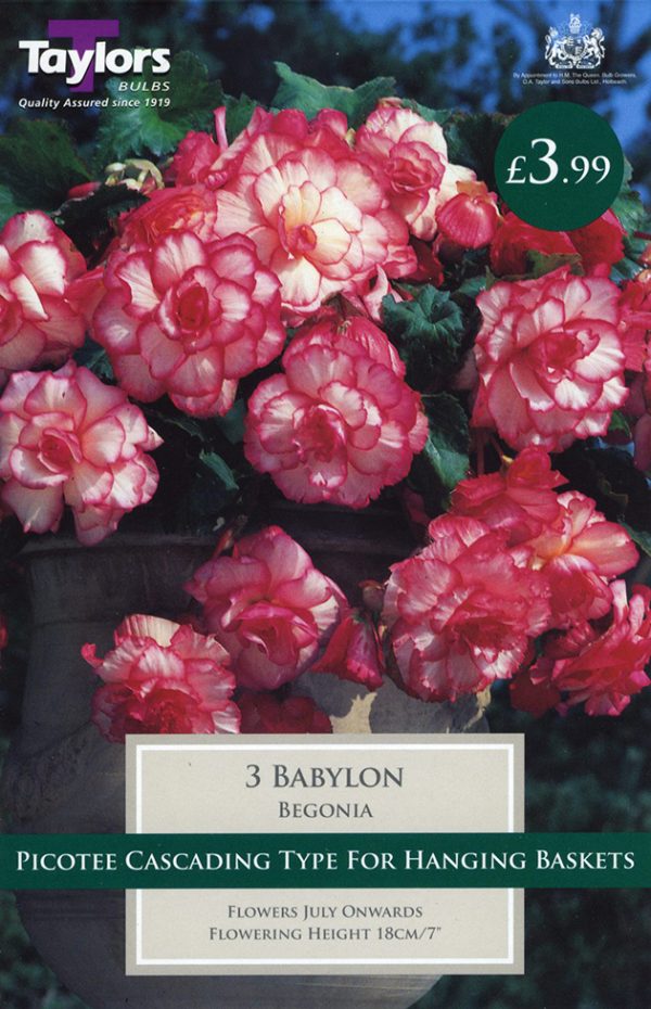 Begonia Babylon Exotic