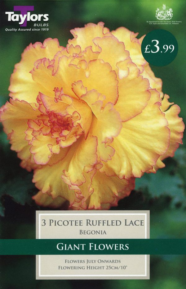 Begonia Picotee Ruffled Lace Exotic