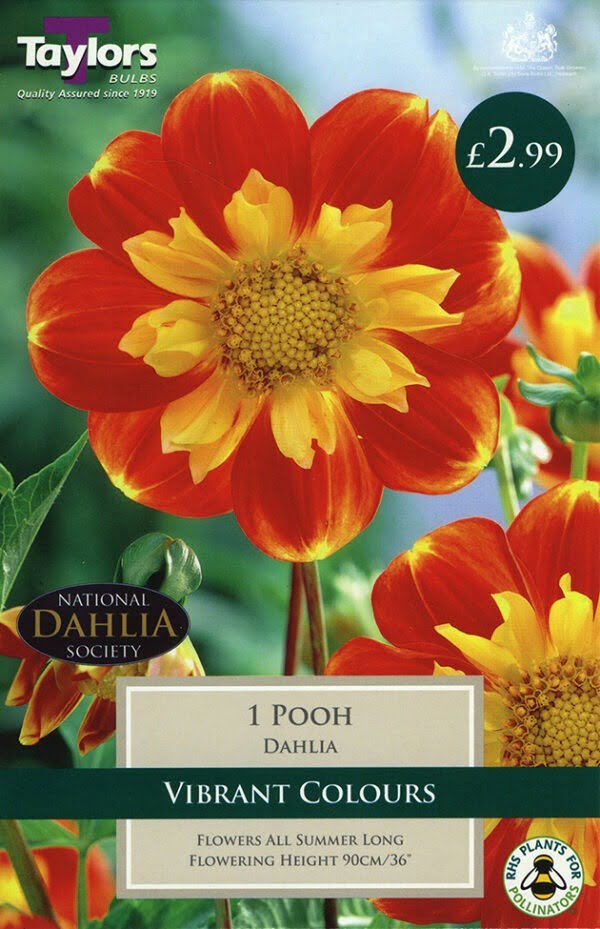 Dahlia Pooh