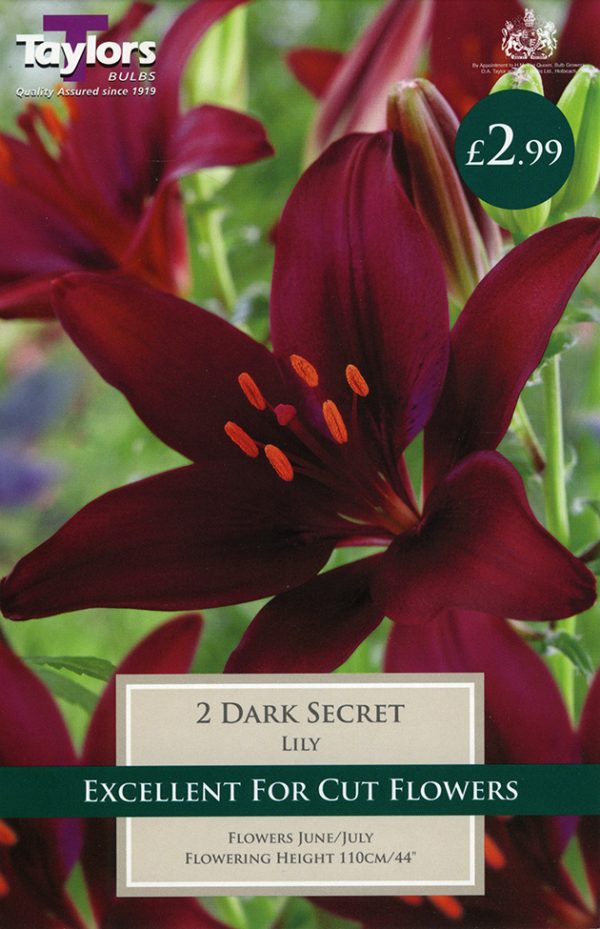 Lily Dark Secret