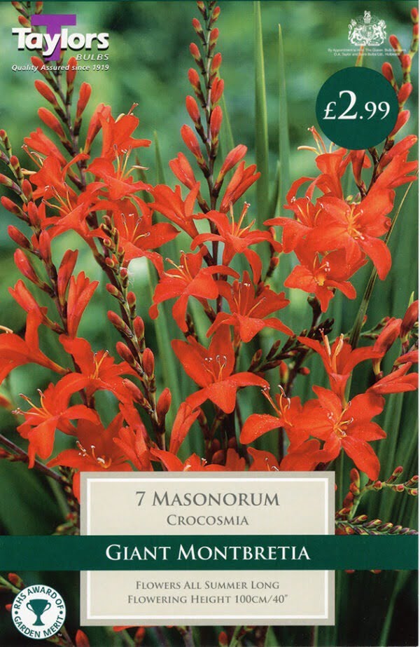 Crocosmia Masoniorum