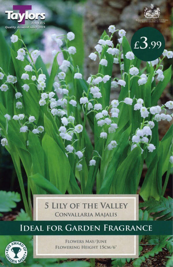 Convallaria Majalis (Lily Of The Valley)