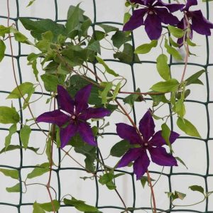 Smart – Climbing Plant and Fencing Mesh – 50mm – 0.5m x 5m – Green
