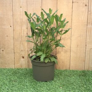 Salvia nemorosa – Caradonna