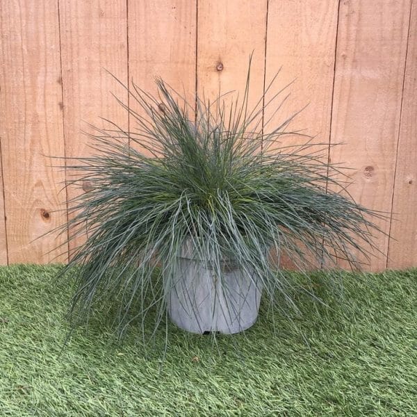 Festuca glauca – Intense Blue Festuca glauca – Intense Blue
