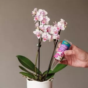 Westland Orchid Droplet Feeder – 40ml