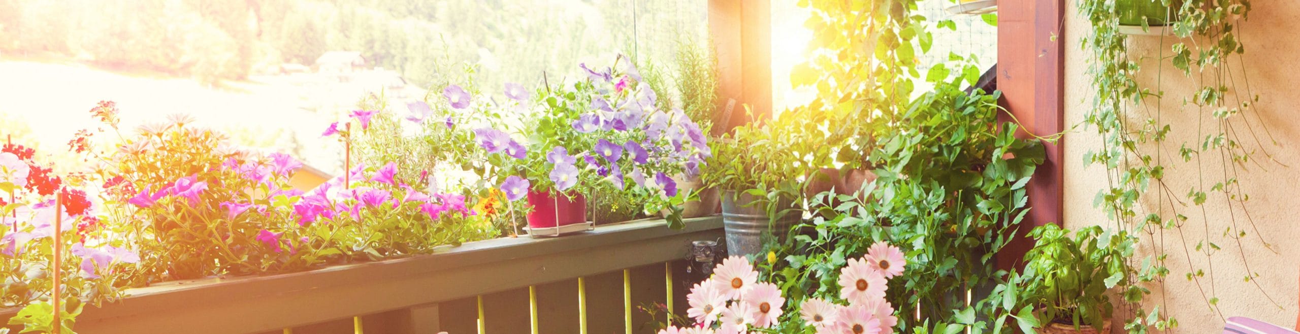 Summer Gardening at Burleydam