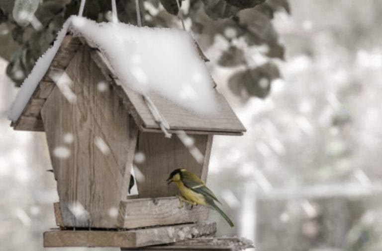 small bird in snow using a bird house and table in the winter
