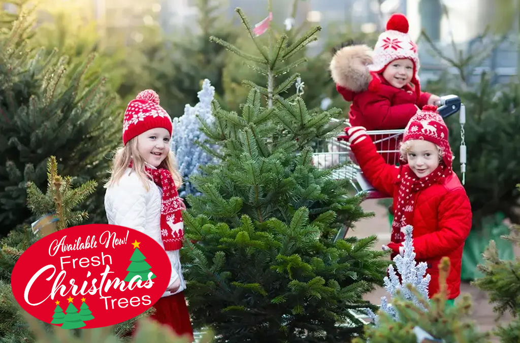 Fresh Christmas Trees Cheshire