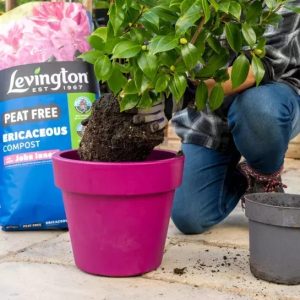 Levington® John Innes Ericaceous Peat Free – 25L