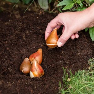 Westland Bulb Planting and Potting Mix Peat Free – 20L